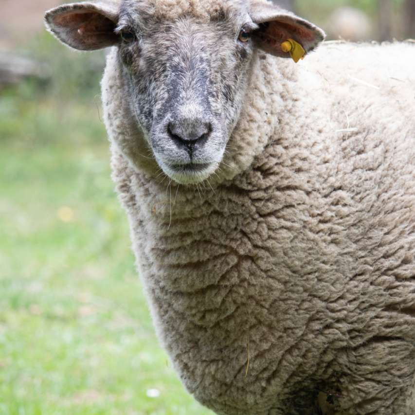 Vom Schaf zur Bettdecke Vom Schaf zur Bettdecke