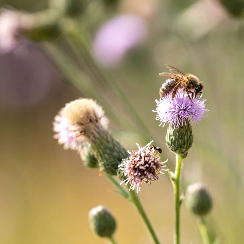 Lamas. Bienen. Natur. Genuss. Abenteuer. Lamas. Bienen. Natur. Genuss. Abenteuer.